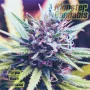Purple Kush feminised
